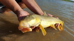 Catostomus latipinnis