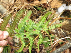 Dryopteris cristata