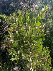 Maytenus phyllanthoides