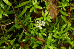 Anaphalioides trinervis