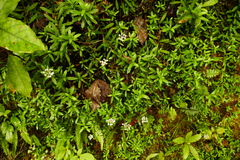 Anaphalioides trinervis