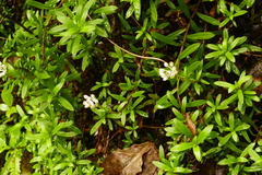 Anaphalioides trinervis