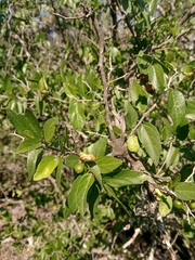 Celtis pallida