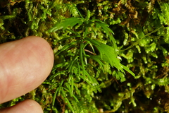 Phyllocladus alpinus