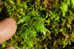 Phyllocladus alpinus