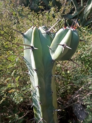 Myrtillocactus geometrizans
