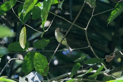 Rhynchocyclus olivaceus