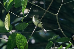 Rhynchocyclus olivaceus