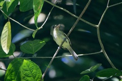 Rhynchocyclus olivaceus