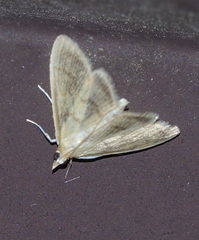 Crocidophora tuberculalis