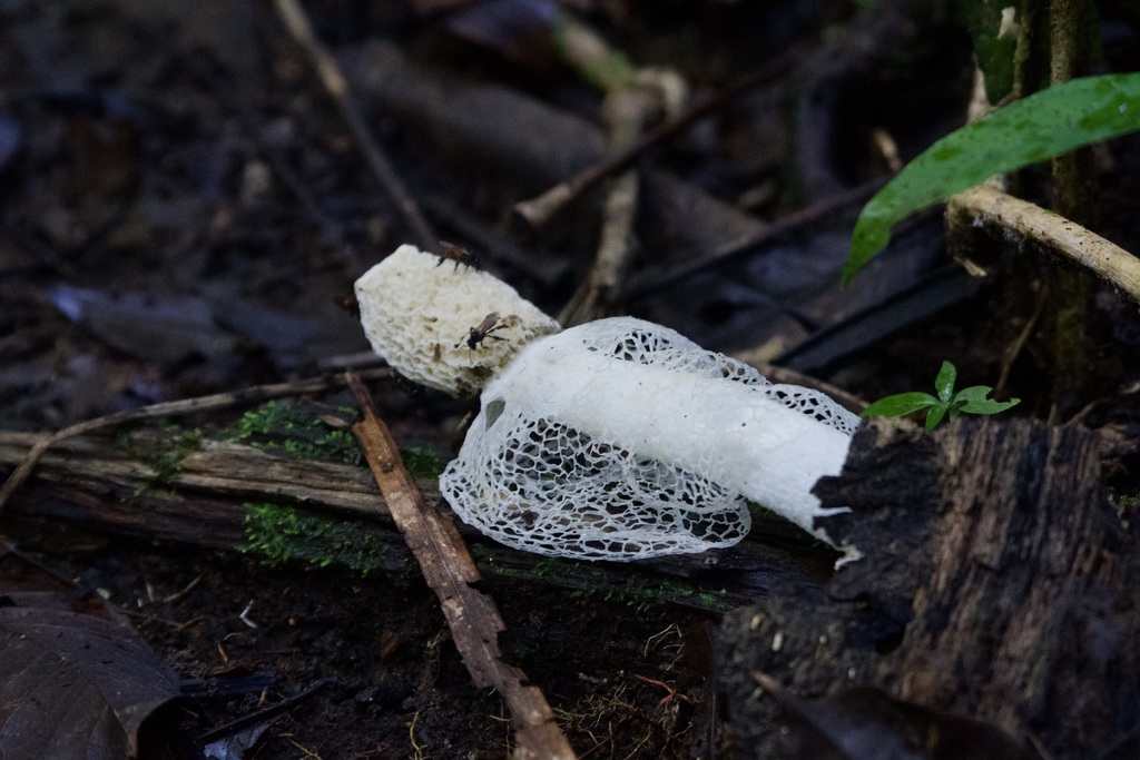 Phallus indusiatus · October 2022 · photo: © radrat (iNaturalist, cc0)