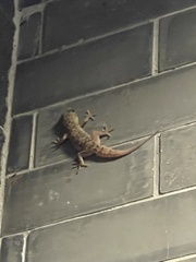 Hemidactylus brookii