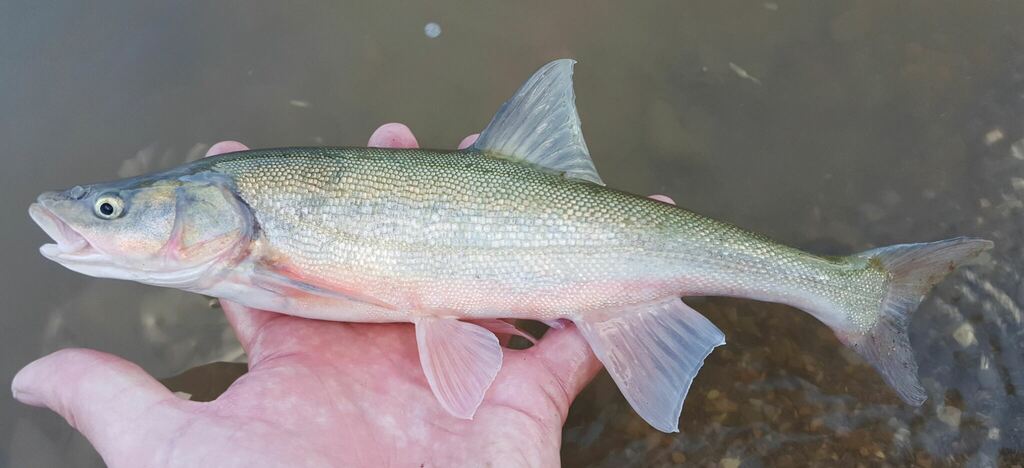 Roundtail chub (Gila robusta) — Cyprinidae