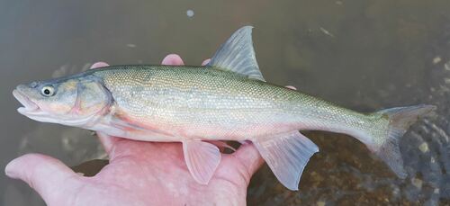 Roundtail Chub