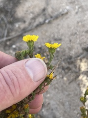 Deinandra corymbosa