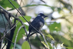 Notharchus pectoralis