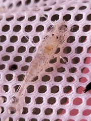 Crangon septemspinosa