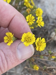 Deinandra corymbosa