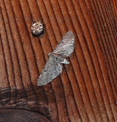 Eupithecia intricata