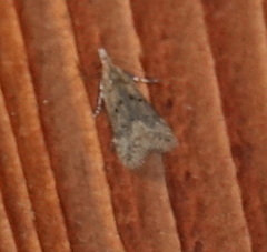 Dichomeris punctipennella