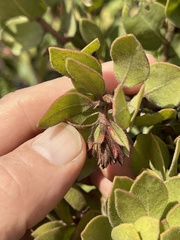 Arctostaphylos montereyensis