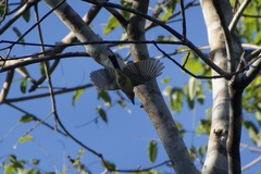 Myiarchus panamensis