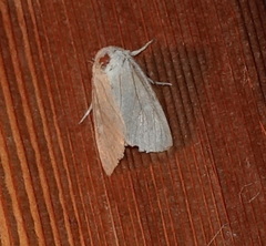 Mythimna oxygala
