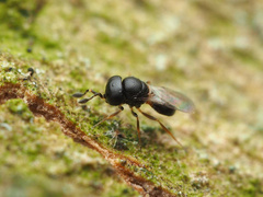 Scelioninae
