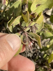 Arctostaphylos montereyensis