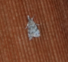 Eudonia heterosalis