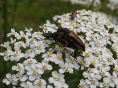 Anastrangalia dubia