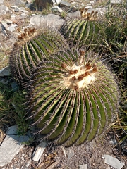 Echinocactus platyacanthus