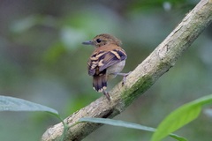 Hylophylax naevioides