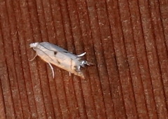 Microcrambus biguttellus
