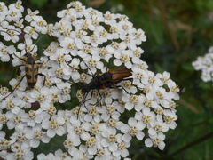 Anastrangalia dubia