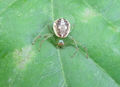 Diaea ambara