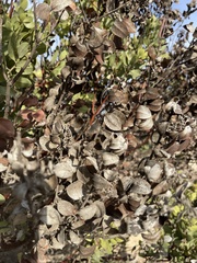 Arctostaphylos montereyensis