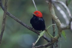 Ceratopipra mentalis