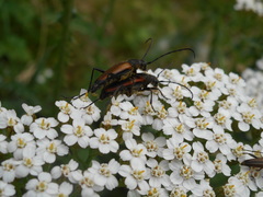 Anastrangalia dubia