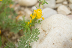 Corydalis micrantha