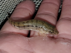 Fundulus majalis
