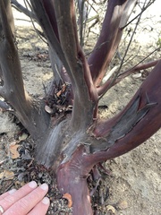 Arctostaphylos montereyensis