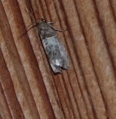 Notocelia rosaecolana