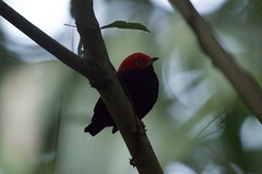 Ceratopipra mentalis