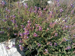 Dalea bicolor