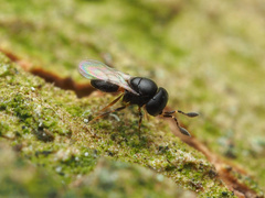 Scelioninae