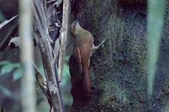 Dendrocolaptes sanctithomae