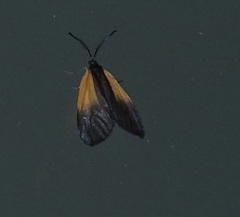 Pyromorpha dimidiata