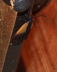 Pyromorpha dimidiata