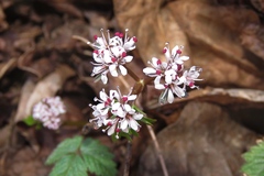 Erigenia bulbosa